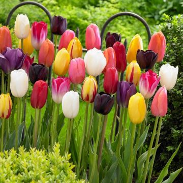 30 x Mega Mix Tulips