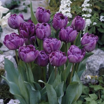 Tulip Blue Spectacle - Pack of 8