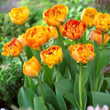 Tulip Sunlover - Pack of 8