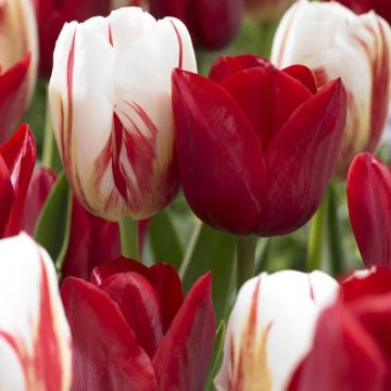 Tulip Triumph White-Red/Red Mixed - Pack of 30