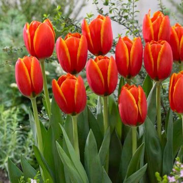 Tulip World Favourite - Pack of 8