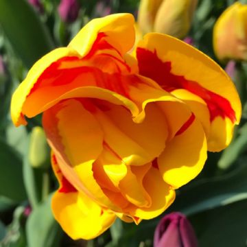 Tulipa Jakoba Mulder- Pack of 6