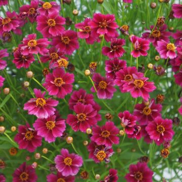 Coreopsis rosea 'Twinklebells Purple'