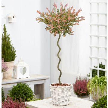 Standard Topiary Tree - Corksrew Stem Salix integra Flamingo - Corkscrew Standard Tree