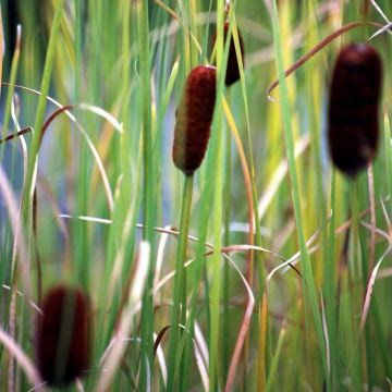 Typha minima - Dwarf Bulrush - Miniature Cattail