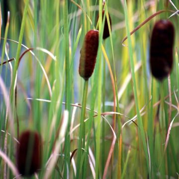 Complete Water Plant Pond Kit - Typha