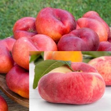 SPECIAL DEAL - UFO Peach and Nectarine Duo - TWO Fruit Trees