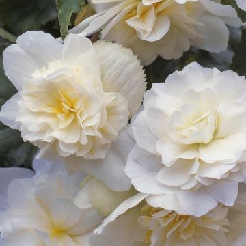 Begonia Tuberous 'Illumination' White