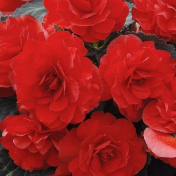 Begonia Tuberous Nonstop Mocca Scarlet