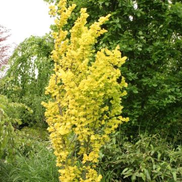 Ulmus × hollandica 'Wredei' - Golden Pillar Elm Tree - circa 140-160cm