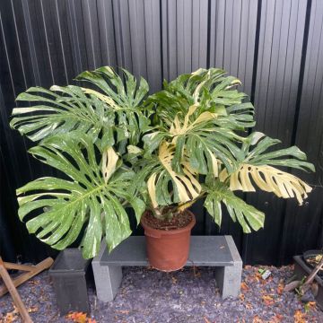 EXTRA LARGE 120cm - RARE Monstera 'Thai Constellation' - Variegated Swiss Cheese Plant