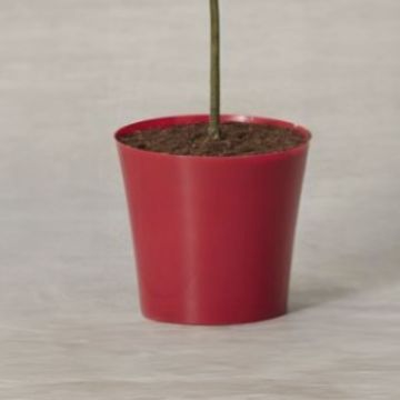 Red Cover Pot - 20cm diameter