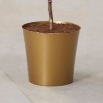 Gold Cover Pot  - 20cm diameter