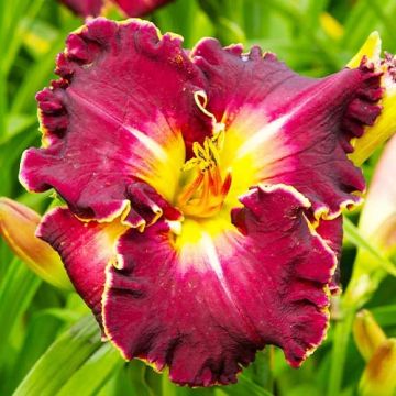 Hemerocallis 'Excellent'