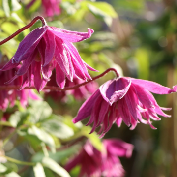 Clematis alpina Imke