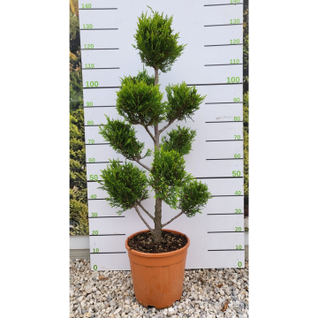 Topiary Cloud Tree - Cupressus Castlewellan Gold - Pom Pom Topiary Tree