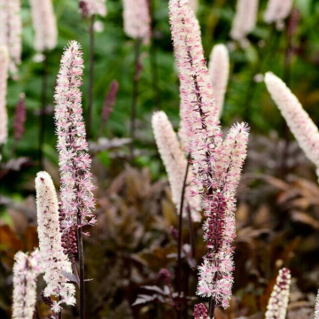 Actaea simplex 'Pink Spike'