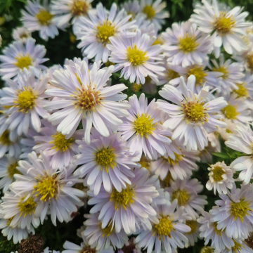 Aster novi-belgii 'Snow Cushion'