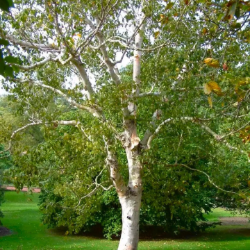 Betula pendula Spider Alley - Contorted Birch Tree - circa 120-150cms
