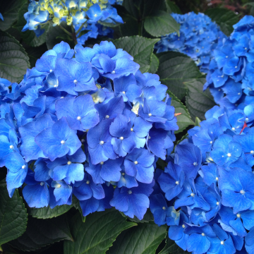 Hydrangea macrophylla Matilde Gutges