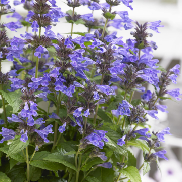 Nepeta Neptune - Catmint