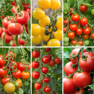 Traditional Tomato Collection -  Pack of SIX Plants