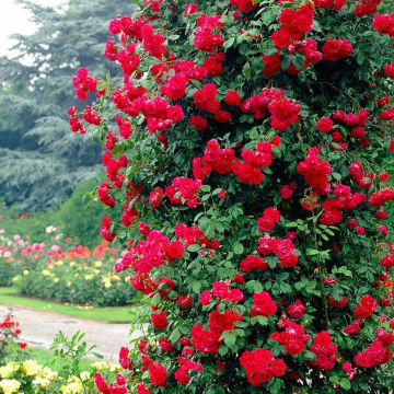 Large 6-7ft Climbing Rose Paul's Scarlet