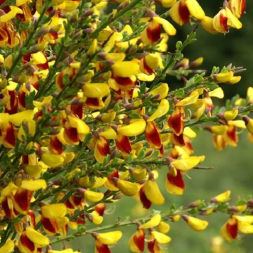 Cytisus scoparius 'Fulgens' - Broom