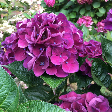 Hydrangea Merveille Sanguinea