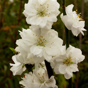 Prunus persica Taoflora White - circa 150cm tall