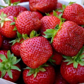 Strawberry Plants - Polka - Pack of SIX Plants