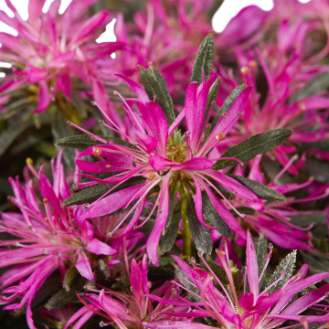 Azalea japonica Star Style 'Lilac'