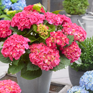 Hydrangea macrophylla Little XS Pink - Compact Mophead Hydrangea