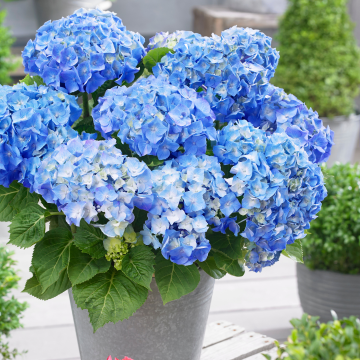 Hydrangea macrophylla Little XS BLUE - Compact Mophead Hydrangea