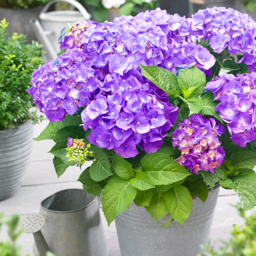 Hydrangea macrophylla Little XS Purple - Compact Mophead Hydrangea