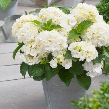 Hydrangea macrophylla Little XS White - Compact Mophead Hydrangea