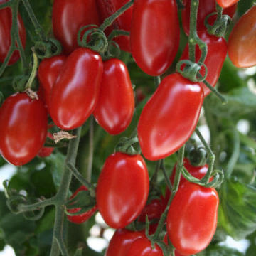 Tomato Plant Floridity