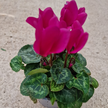 Cyclamen 'Purple' in Bud & Bloom