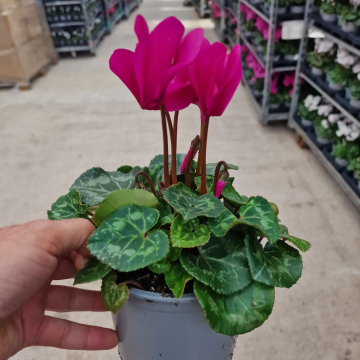 Cyclamen 'Wine Red' in Bud & Bloom