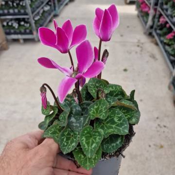 Cyclamen 'Purple Flame' in Bud & Bloom