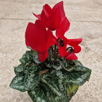 Cyclamen 'Red ' in Bud & Bloom