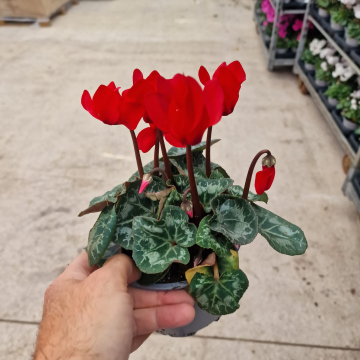 Cyclamen 'Red Shine' in Bud & Bloom