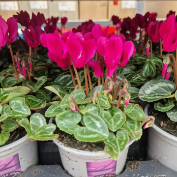 Cyclamen 'Deep Rose' in Bud & Bloom