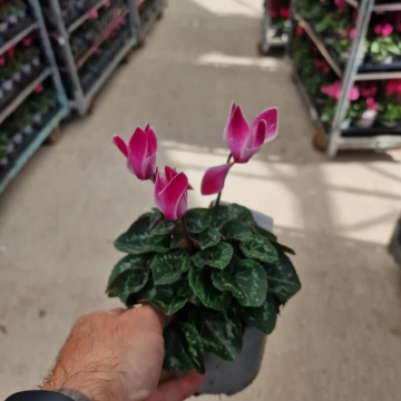 Cyclamen 'Purple Shine' in Bud & Bloom