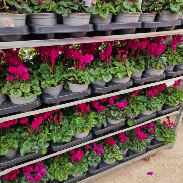 Cyclamen 'Pink' in Bud & Bloom