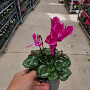 Cyclamen 'Wine Red Flame' in Bud & Bloom