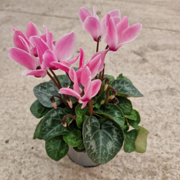 Cyclamen 'Coral Flame' in Bud & Bloom