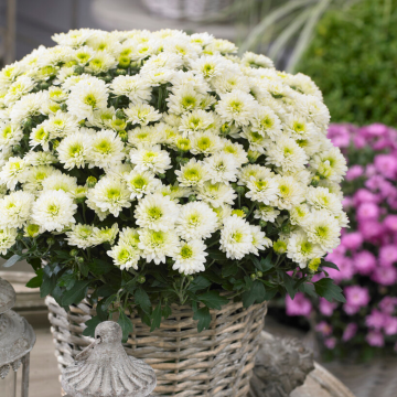 Colourful Garden Mum Chrysanthemum - White