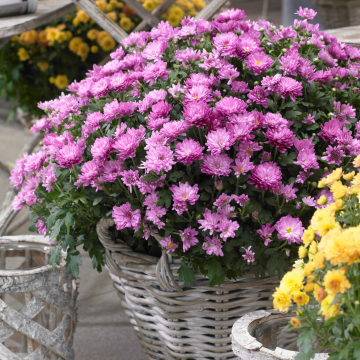 Colourful Garden Mum Chrysanthemum - Rose Pink Shades