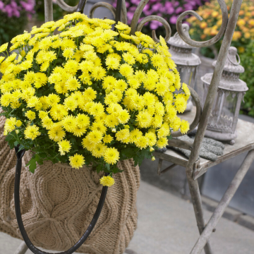 Colourful Garden Mum Chrysanthemum - Gold